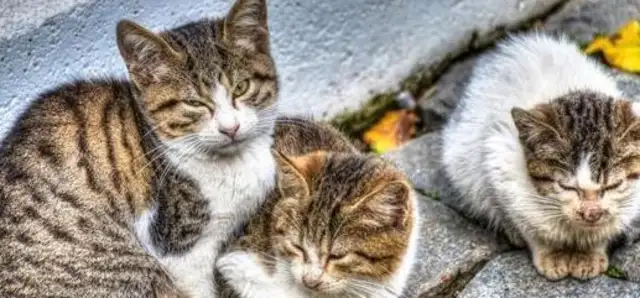 Cats are so flexible, why are more cats than dogs on the road