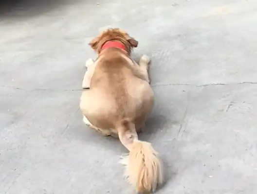 When the dog sees the wall, he's scared to death