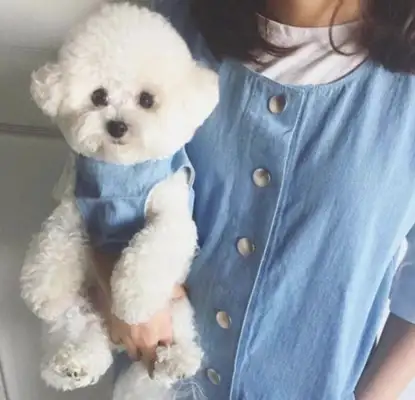 A real dog or a fake dog? It's different than a bear hair