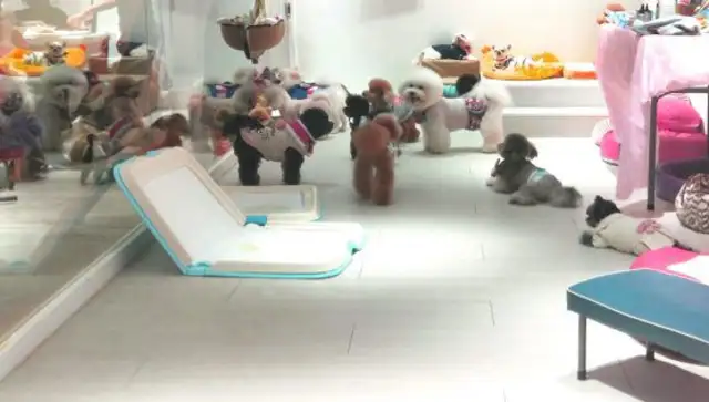 The dog kindergarten, which provides day-care services, has a great Christmas party