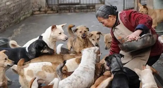 Even though the masters like to treat an alien dog as a pet, only a field dog knows how to appreciate and repay