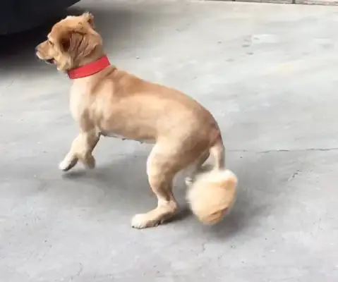 When the dog sees the wall, he's scared to death