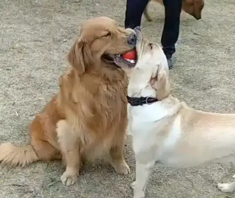 Blondie and Labrador steal the ball, mouth-to-mouth, dog: I should have eaten some garlic..