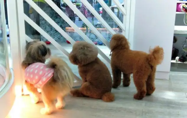 The dog kindergarten, which provides day-care services, has a great Christmas party