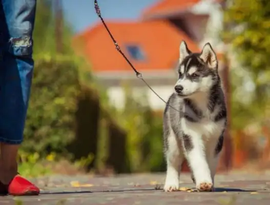 Carefully choose to walk the dog. Some masters think it's a good way to walk the dog