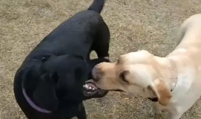 Blondie and Labrador steal the ball, mouth-to-mouth, dog: I should have eaten some garlic..