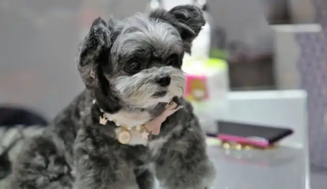 The dog kindergarten, which provides day-care services, has a great Christmas party
