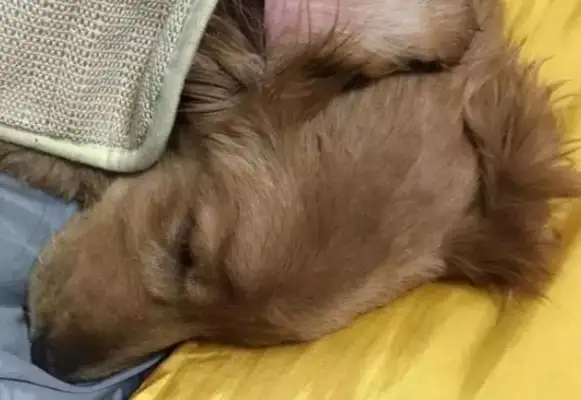 The master threw away the dog's hair, and it made me cry to be picked up