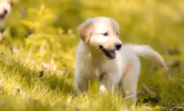 Multi-sectoral involvement in the “Men kill pet dogs and threaten wives” incident