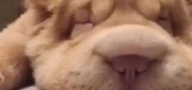 Lazy lying on the floor, sand dogs too bored to shake their noses
