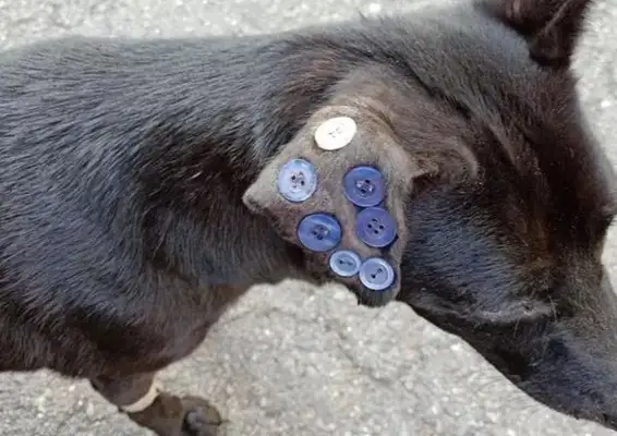 The dog had a few buttons on his ear. I thought it was a abuse. The pet doctor's presentation was pretty impressive