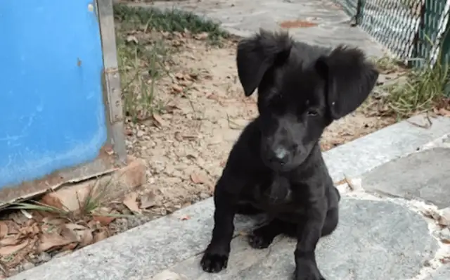 The stray dog had to be taken away by the property, waiting for the good man to take it