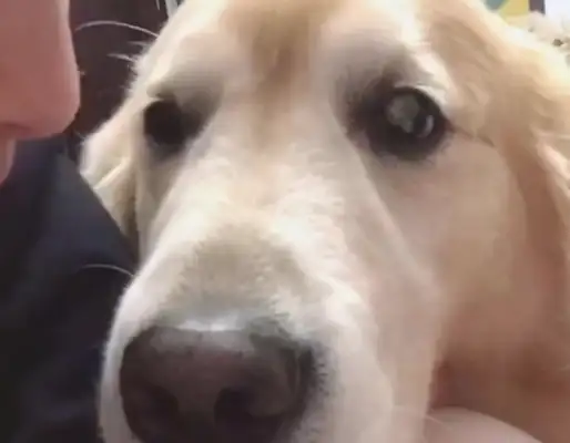 I found a dirty stray dog on the road, and when the girl got home, he looked at it