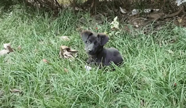 The stray dog had to be taken away by the property, waiting for the good man to take it