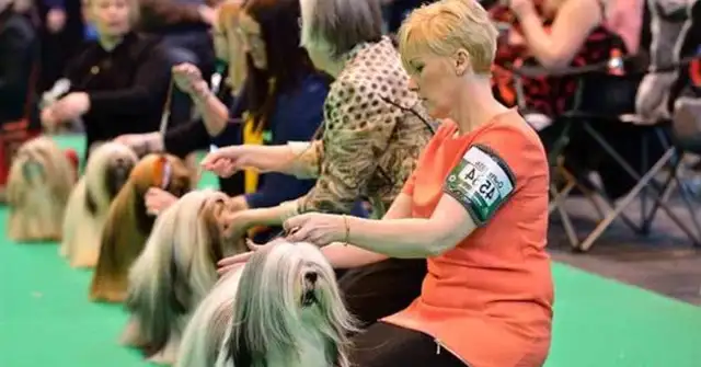 We've come to the biggest dog show in the world
