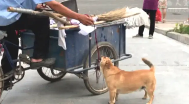 Dogs go with the old man every day to pick up the crap, just to save money for the owner, a steady male