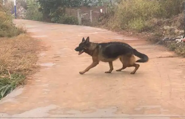 Dejima went to work with the master. He only knew how to play. Let's run. Dog: Can't do it
