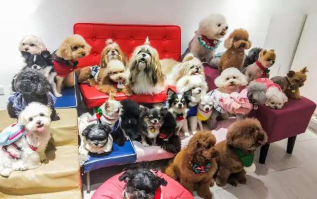 The dog kindergarten, which provides day-care services, has a great Christmas party