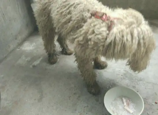 I found a dirty stray dog on the road, and when the girl got home, he looked at it