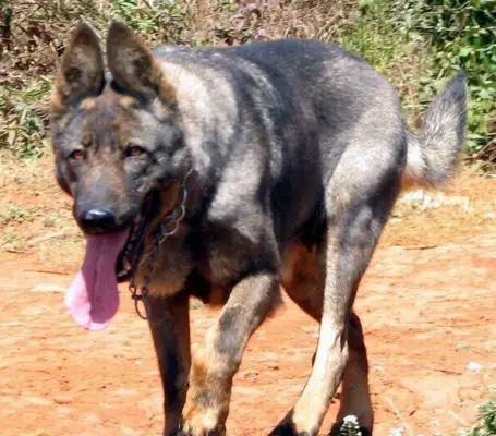 An ordinary dog called the Blue Dragon Dog