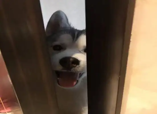 The dog was watching the pregnant lady in the bathroom for two consecutive weeks