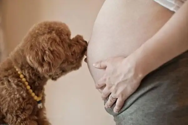 The dog was watching the pregnant lady in the bathroom for two consecutive weeks