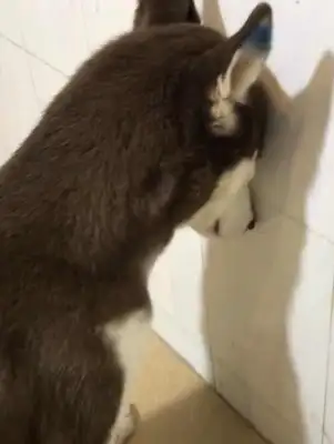 The master lets the two-hundreds through the wall. The dog's head won't move against the wall