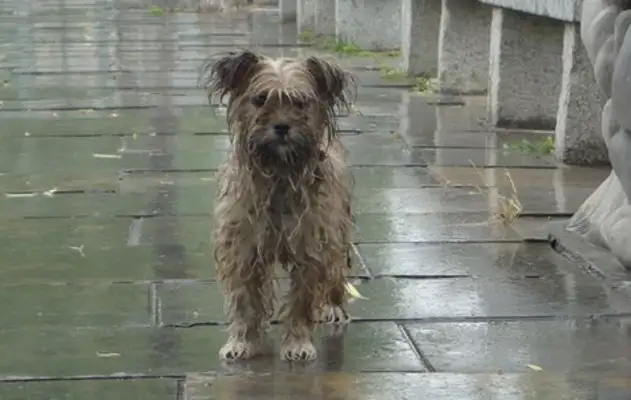 The stray dog was shaking in the streets, and when a city pipe saw it, it was moving
