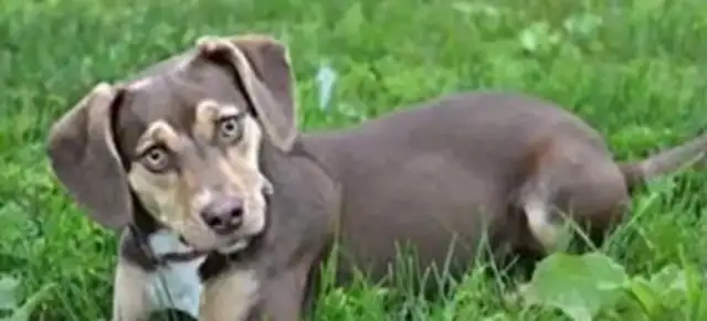 A 3-year-old girl abandoned a ditch