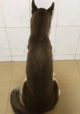 The master lets the two-hundreds through the wall. The dog's head won't move against the wall