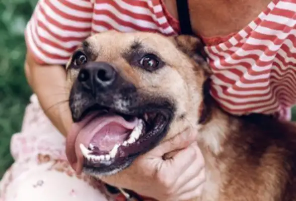 Puppets are so sweet and so sweet to provoke the master's wife: I am the master's favorite