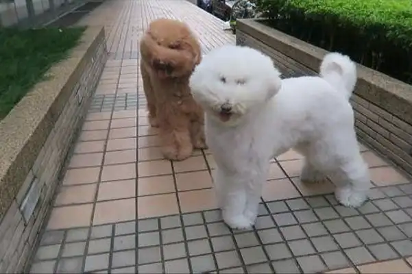 It's too windy out there, and the eyes of the VIP dog are covered. Dog: Mother, I want to go home