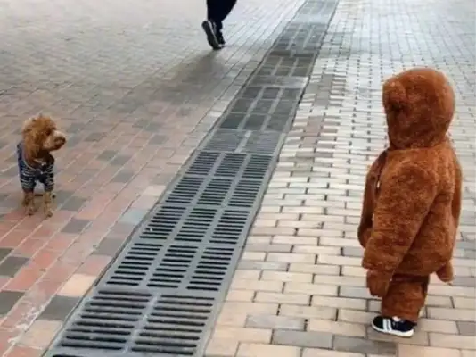 When two children went out in new clothes and pants, the Teddys saw them and held them back: Are we all the same