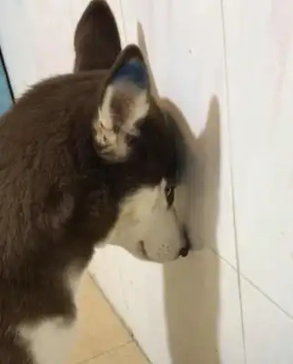 The master lets the two-hundreds through the wall. The dog's head won't move against the wall