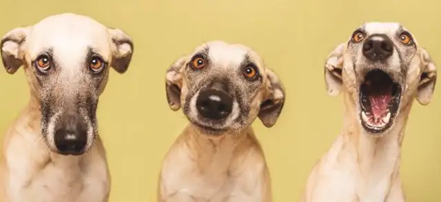 You've heard so many stories about dogs and believed so many