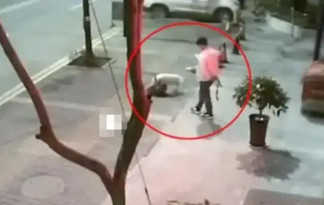No masks, no dog ropes? A man walking a dog allows a stray dog to be bitten to death: severe punishment