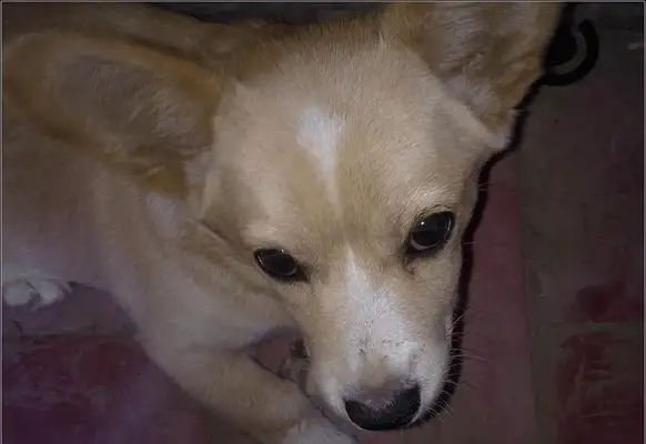 The man heard a dog screaming outside the door, thought someone came to steal the dog, ran out and looked straight into his eyes