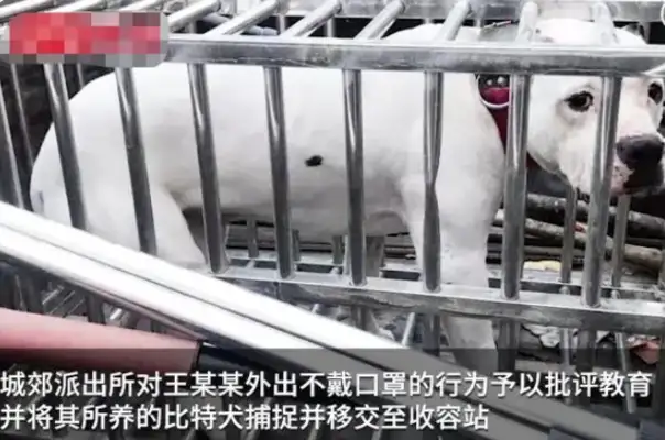 No masks, no dog ropes? A man walking a dog allows a stray dog to be bitten to death: severe punishment