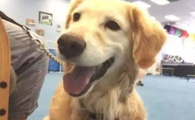It's for a medical dog