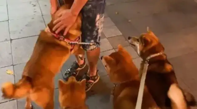 It's the biggest and the biggest dog in the room. Down