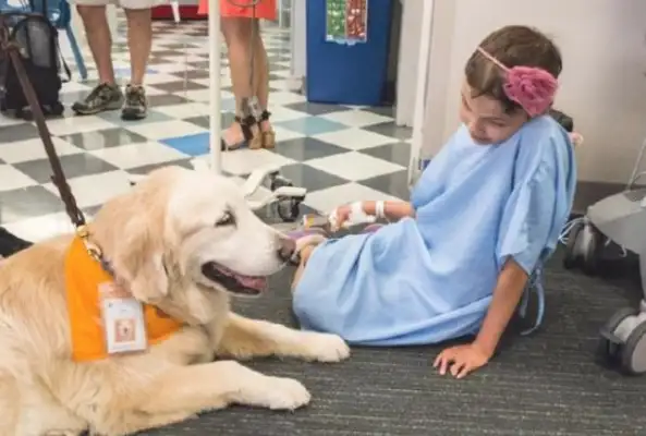 It's for a medical dog