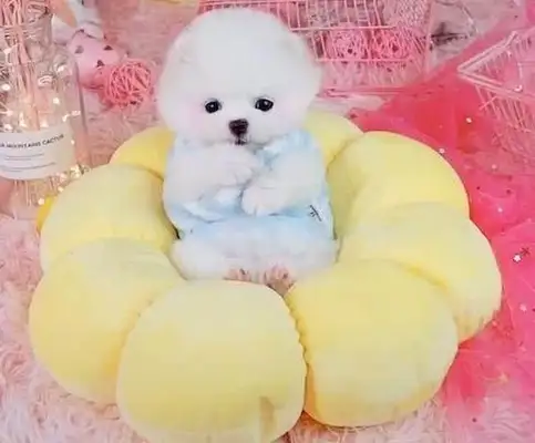 Puppys are dressed like princesses, lying in their nests, and their hearts have been melted