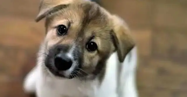 Dogs have tiny symptoms