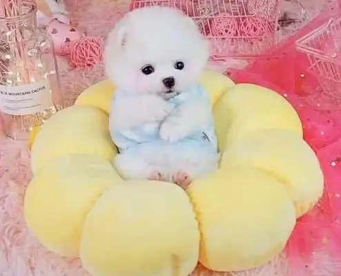 Puppys are dressed like princesses, lying in their nests, and their hearts have been melted