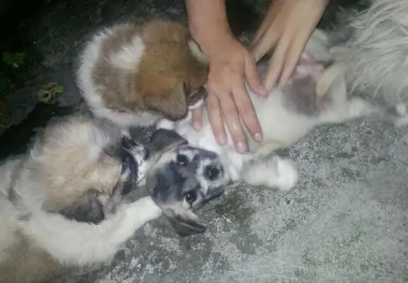 The master is getting married, moving, abandoning his own dog, crying to his neighbor for help
