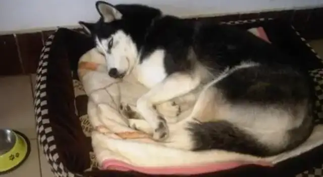 The baby dog bites through the wires with electricity