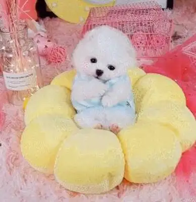 Puppys are dressed like princesses, lying in their nests, and their hearts have been melted