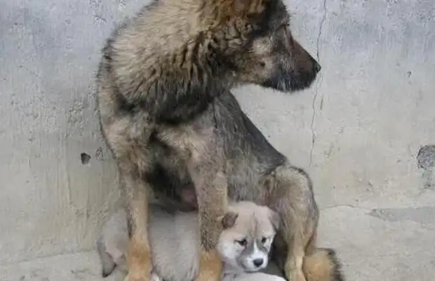 The master is getting married, moving, abandoning his own dog, crying to his neighbor for help