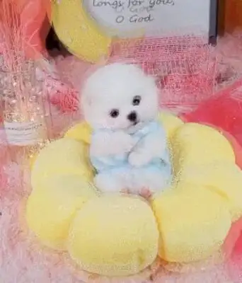 Puppys are dressed like princesses, lying in their nests, and their hearts have been melted