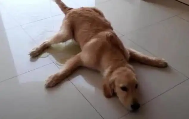 Puppys are dressed like princesses, lying in their nests, and their hearts have been melted